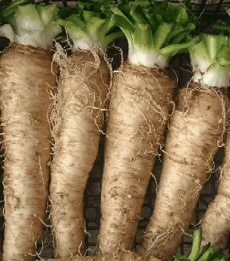 Racines d'endives