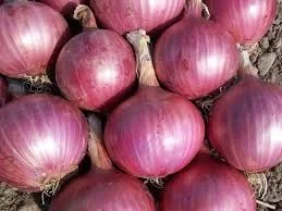 Oignons ROUGES